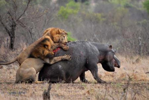 Picture 13 of Beam of photos: The survival battle of wild animals
