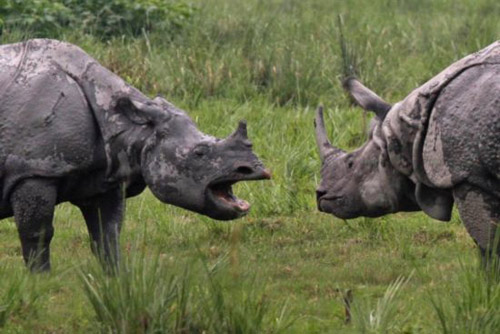 Picture 7 of Beam of photos: The survival battle of wild animals