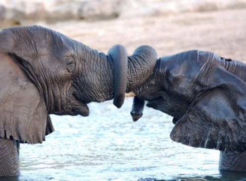 Picture 9 of Beam of photos: The survival battle of wild animals