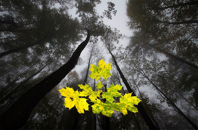 Picture 10 of Beam photos of nature as beautiful as fairy tales