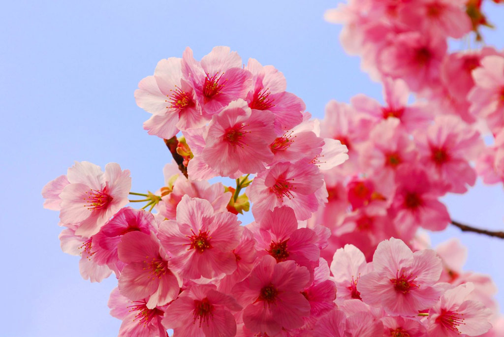 Picture 10 of Beams of images: Cherry blossoms are beautiful to welcome Tet 2016