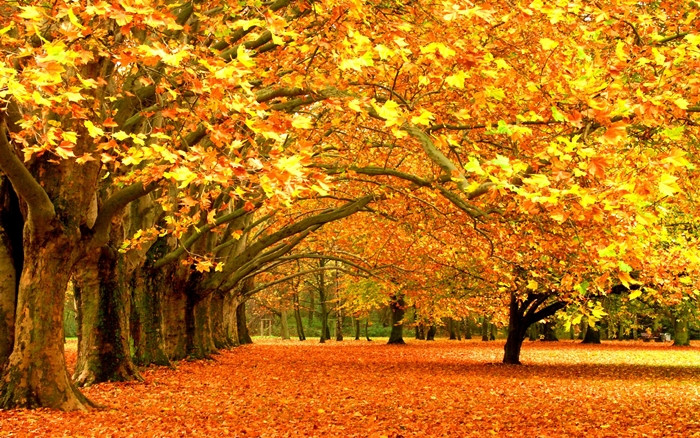 Picture 10 of Beams of maple leaves fall extremely romantic and beautiful
