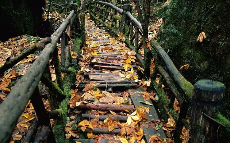 Picture 10 of Beams of photos: Sac autumn brilliantly all over the world