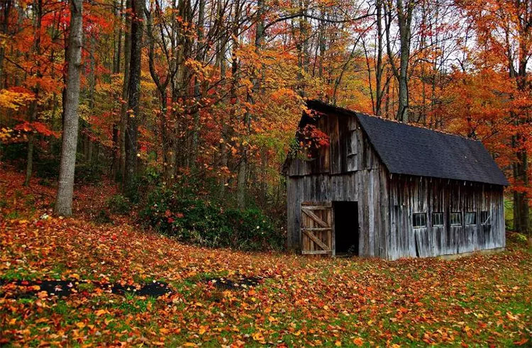 Picture 3 of Beams of photos: Sac autumn brilliantly all over the world