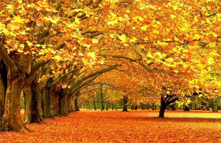 Picture 5 of Beams of photos: Sac autumn brilliantly all over the world