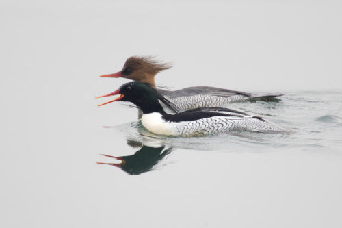 Picture 10 of Beams: The most rare birds in the world