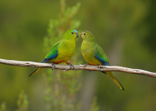 Picture 11 of Beams: The most rare birds in the world