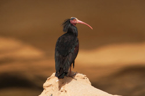 Picture 12 of Beams: The most rare birds in the world