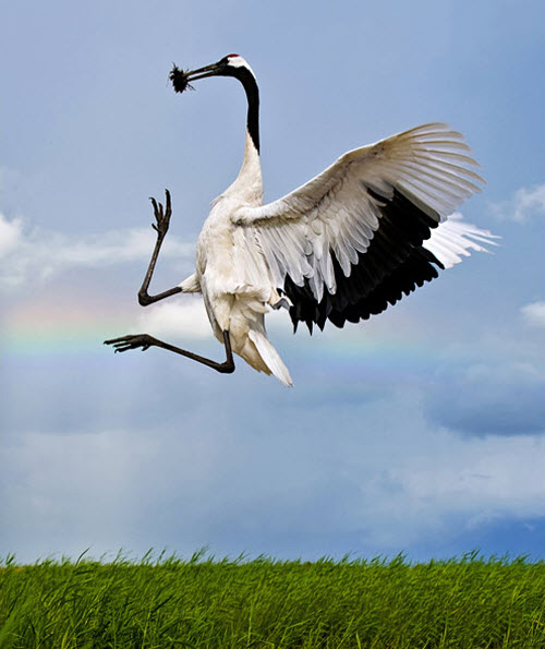 Picture 7 of Beams: The most rare birds in the world