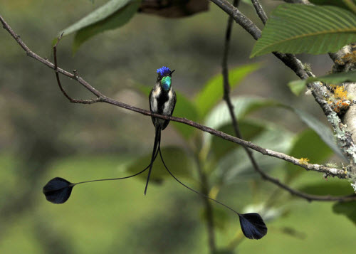 Picture 8 of Beams: The most rare birds in the world