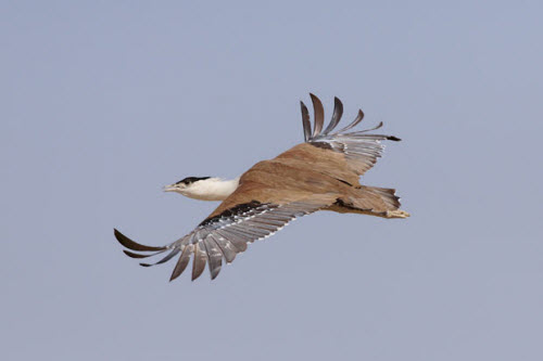 Picture 9 of Beams: The most rare birds in the world