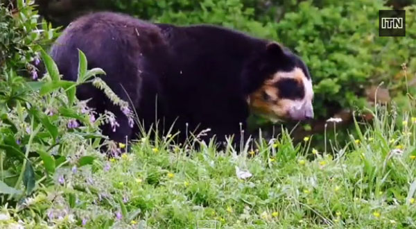 Picture 1 of Bear acquainted with you in the new zoo