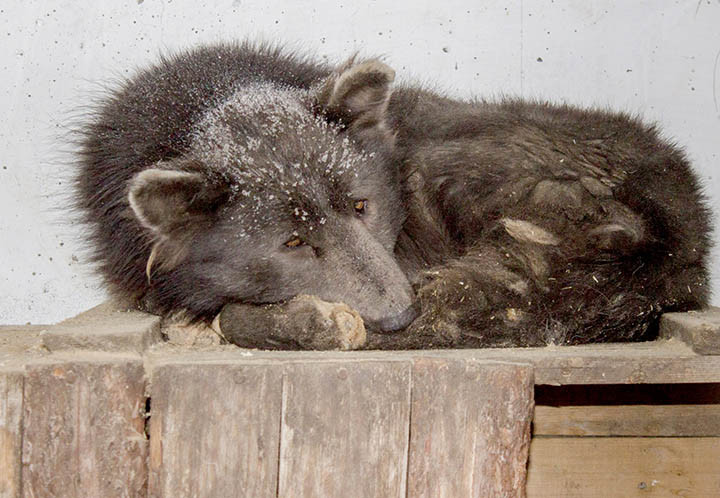 Picture 1 of Bear face dogs confuse Russian people