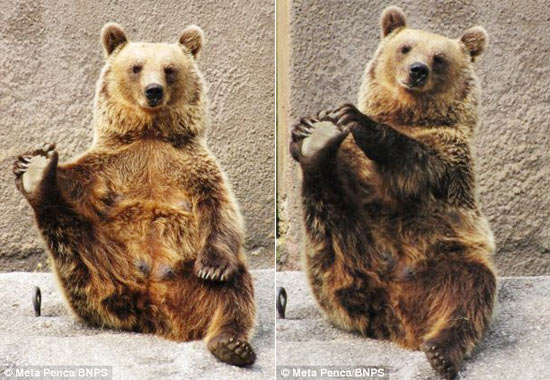 Picture 1 of Bear practice health with ... yoga