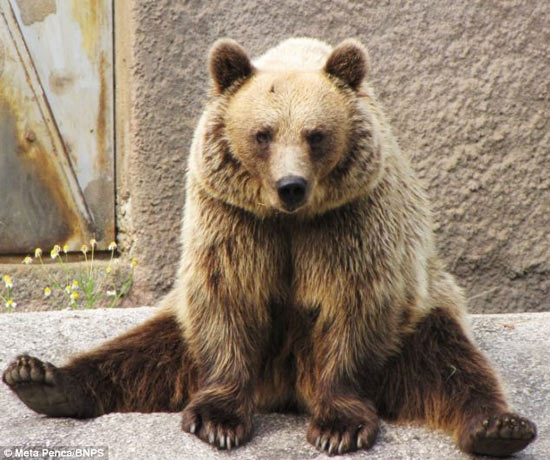 Picture 2 of Bear practice health with ... yoga