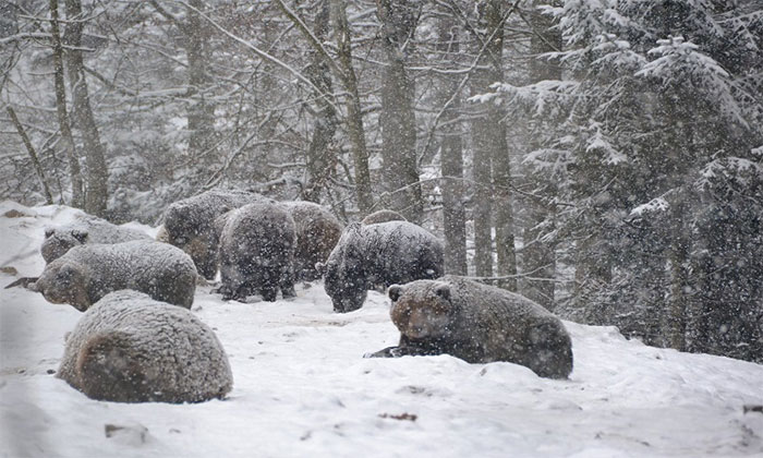 Picture 1 of Bears 'hide' from hibernation due to warm weather