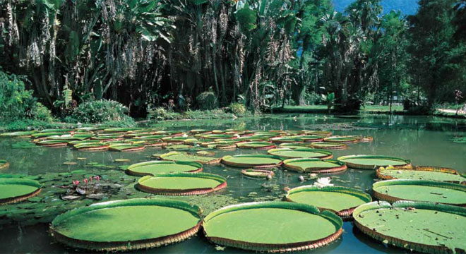Picture 10 of Beautiful Amazon natural forest comes to awe