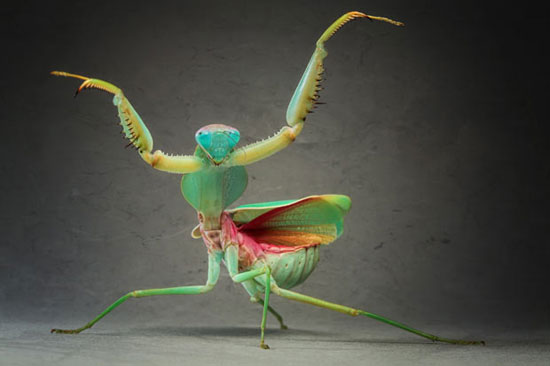 Beautiful animal photos for the week images 6