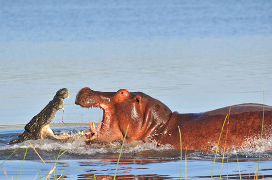 Beautiful animal photos for the week images 7