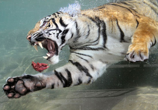 Beautiful animal photos for the week images 8