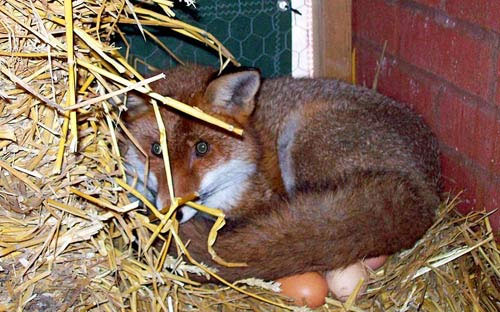 Picture 9 of Beautiful animal photos in the week: Fox hatches chicken eggs