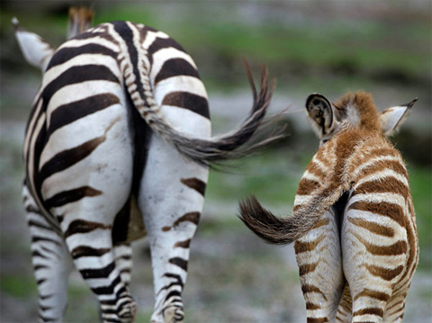 Picture 10 of Beautiful animal photos last week