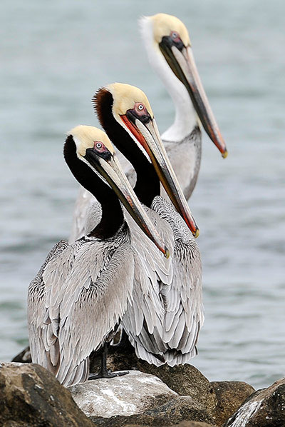 Beautiful animal photos last week images 12