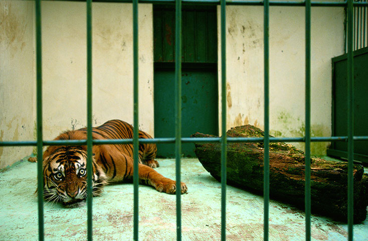 Beautiful animal photos last week images 6