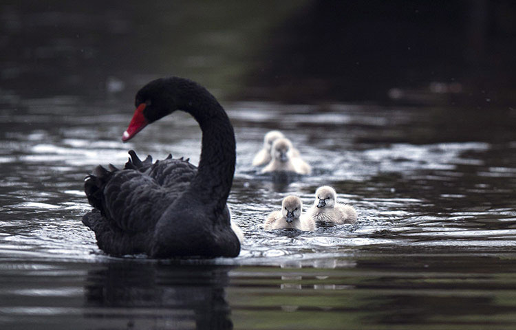 Beautiful animal photos last week images 7