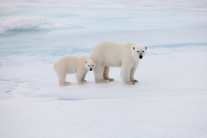 Beautiful animal photos last week images 8