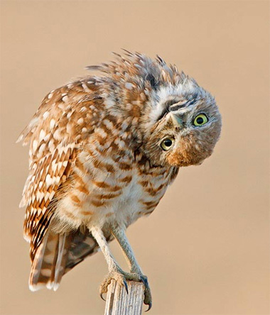 Picture 9 of Beautiful animal photos last week