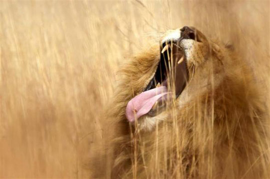 Picture 1 of Beautiful animal photos of 2010 from all over the world