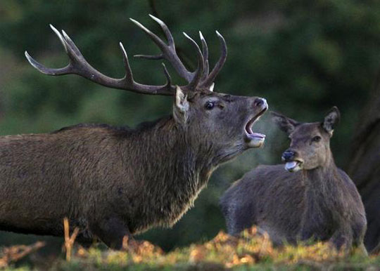 Picture 10 of Beautiful animal photos of 2010 from all over the world
