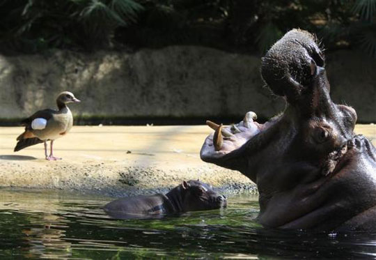 Picture 11 of Beautiful animal photos of 2010 from all over the world