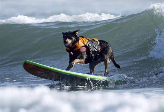 Picture 12 of Beautiful animal photos of 2010 from all over the world