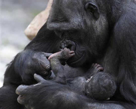 Picture 13 of Beautiful animal photos of 2010 from all over the world