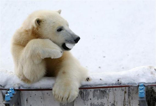 Picture 14 of Beautiful animal photos of 2010 from all over the world