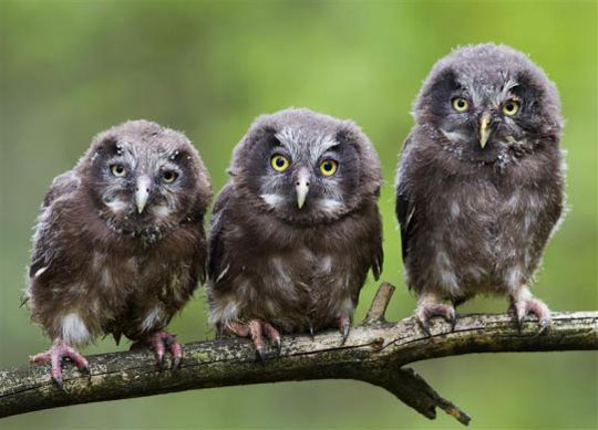 Picture 2 of Beautiful animal photos of 2010 from all over the world