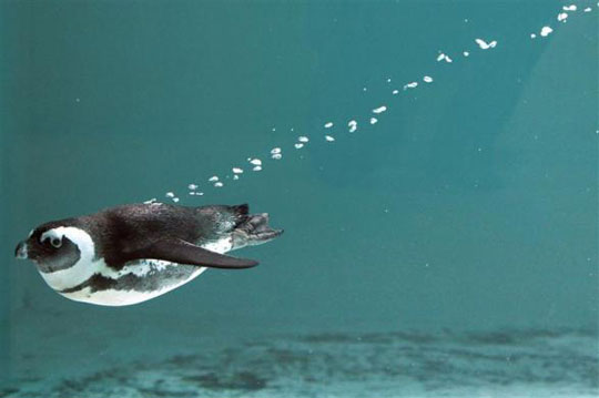 Picture 3 of Beautiful animal photos of 2010 from all over the world