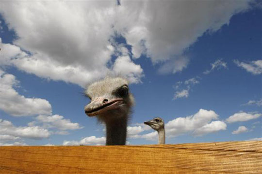Picture 4 of Beautiful animal photos of 2010 from all over the world
