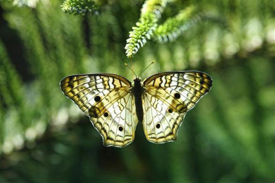 Picture 5 of Beautiful animal photos of 2010 from all over the world