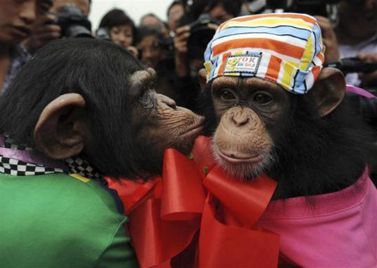 Picture 6 of Beautiful animal photos of 2010 from all over the world
