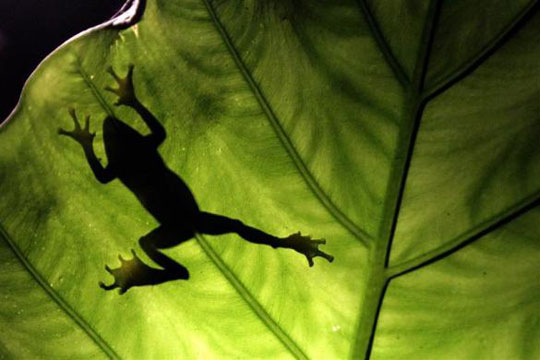 Picture 8 of Beautiful animal photos of 2010 from all over the world