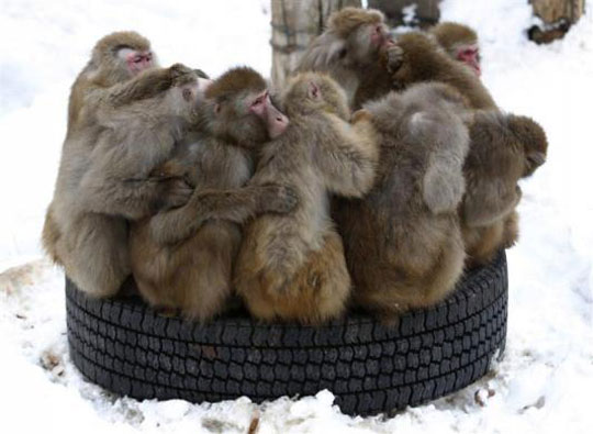 Picture 9 of Beautiful animal photos of 2010 from all over the world