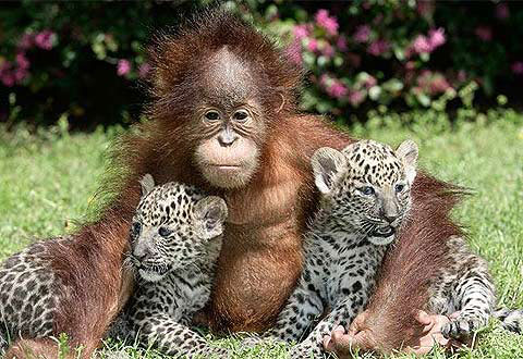 Picture 2 of Beautiful animal photos of the year