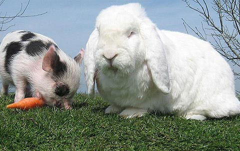 Picture 3 of Beautiful animal photos of the year