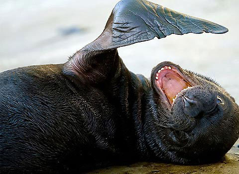 Picture 4 of Beautiful animal photos of the year
