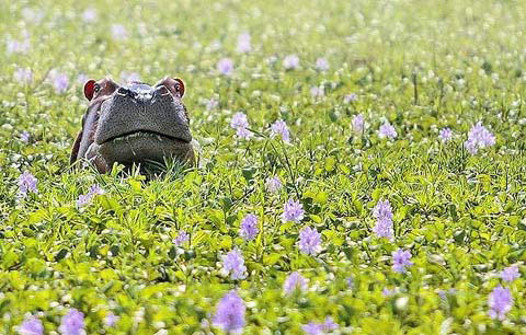 Picture 5 of Beautiful animal photos of the year