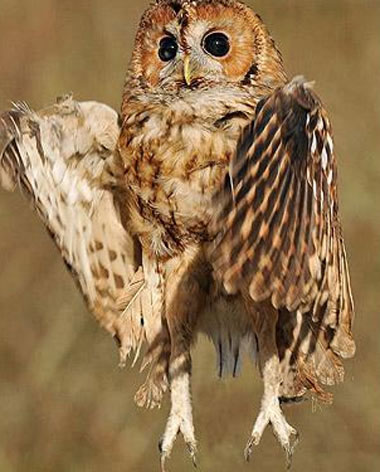 Picture 6 of Beautiful animal photos of the year