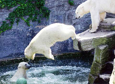 Picture 8 of Beautiful animal photos of the year